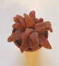 Vintage flowerpot with amber sempervivum  - Image 2