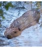 'Beaver' Wildlife Tag Card (includes charity donation) - Image 3