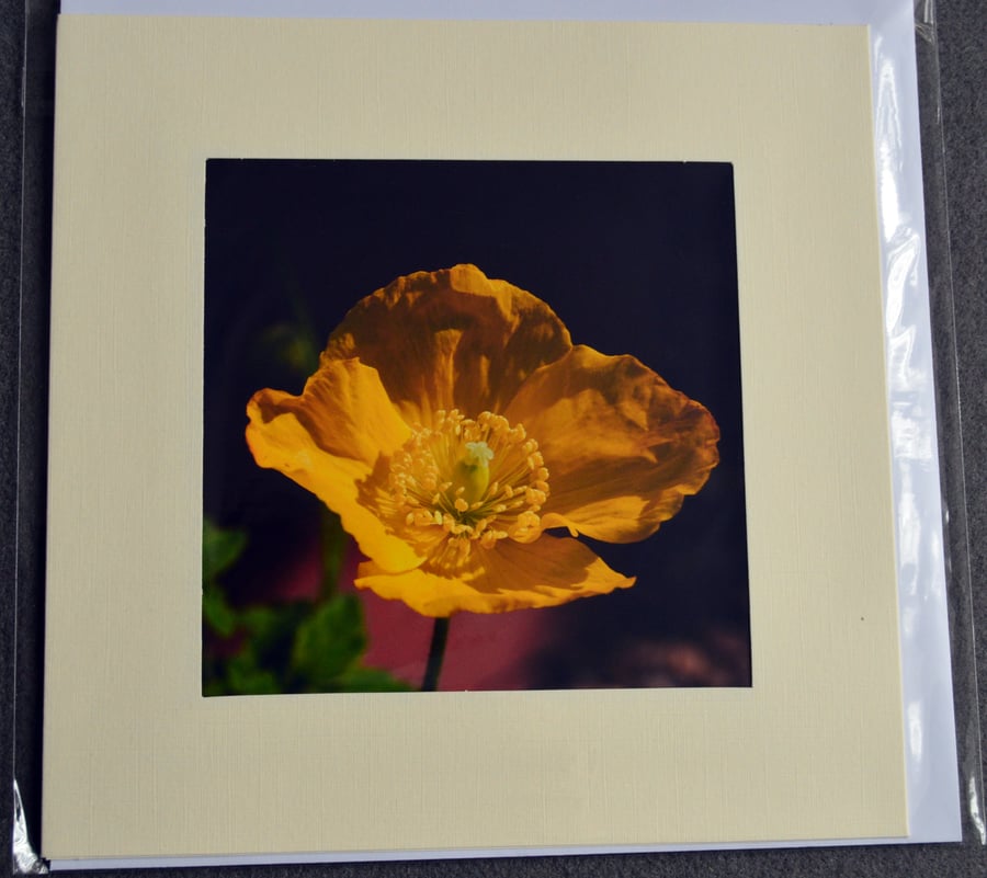 large greetings card - floral photographic