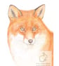 Fox - Blank Card - Image 1