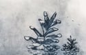 Original nature prints