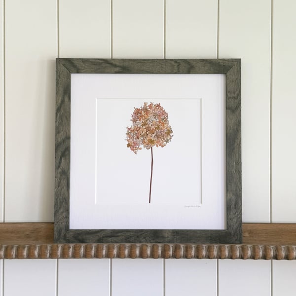 'Dried Hydrangea' Framed Print 12" x 12"