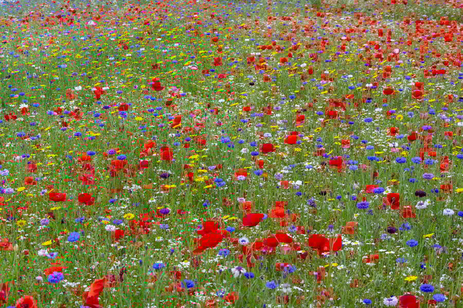 Wildflower meadow print