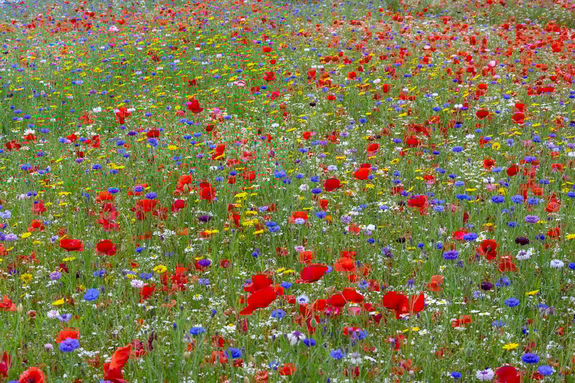 Wildflower meadow print