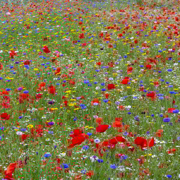 Wildflower meadow print