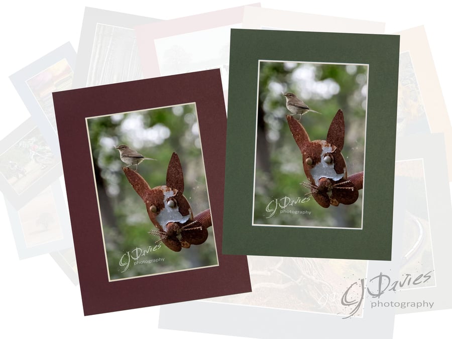 CJ260 - Cheeky Chiffchaff