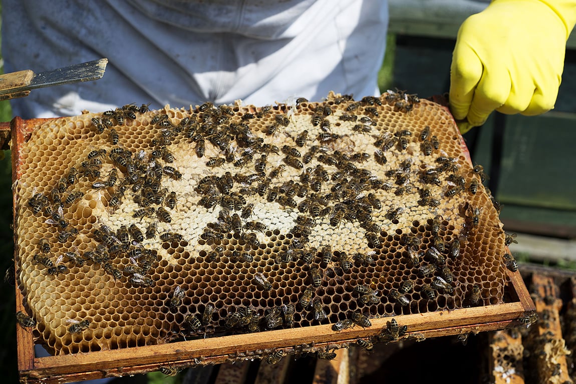 Travelling Bee Company