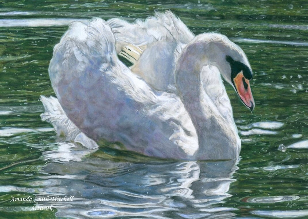 Grace, an original swan pastel pencil artwork