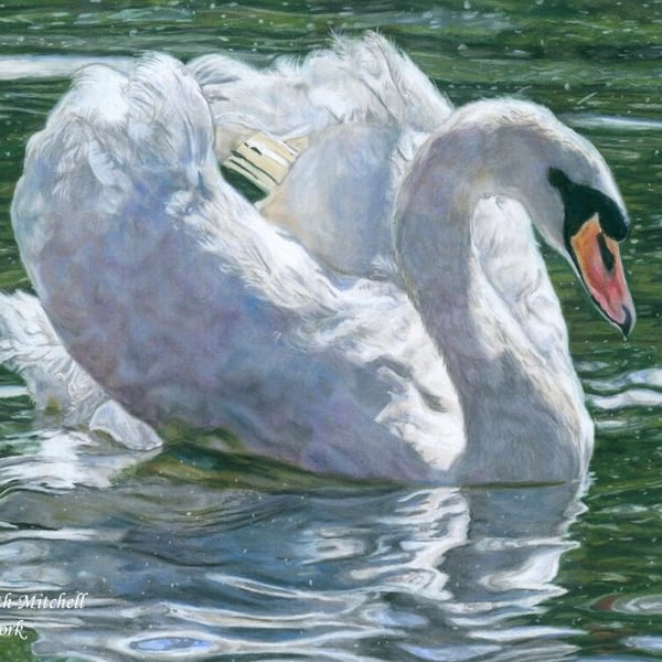 Grace, an original swan pastel pencil artwork