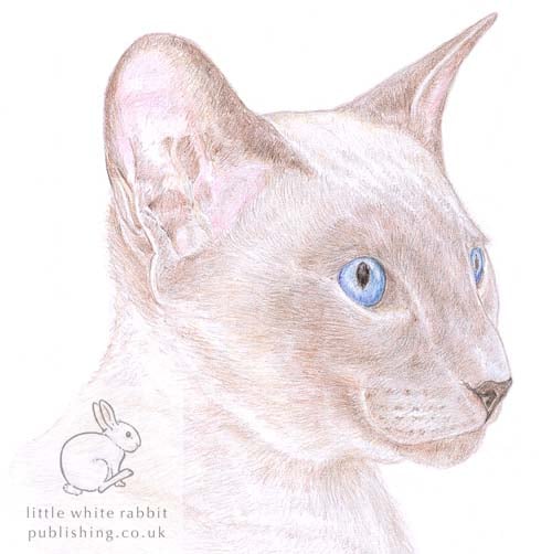 Kim the Siamese Cat - Blank Card