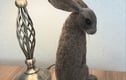 Hares