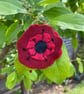 Large Poppy Red Felt Hairclip with aligator grip clip