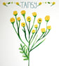 Tansy- British wildflower card - Image 2