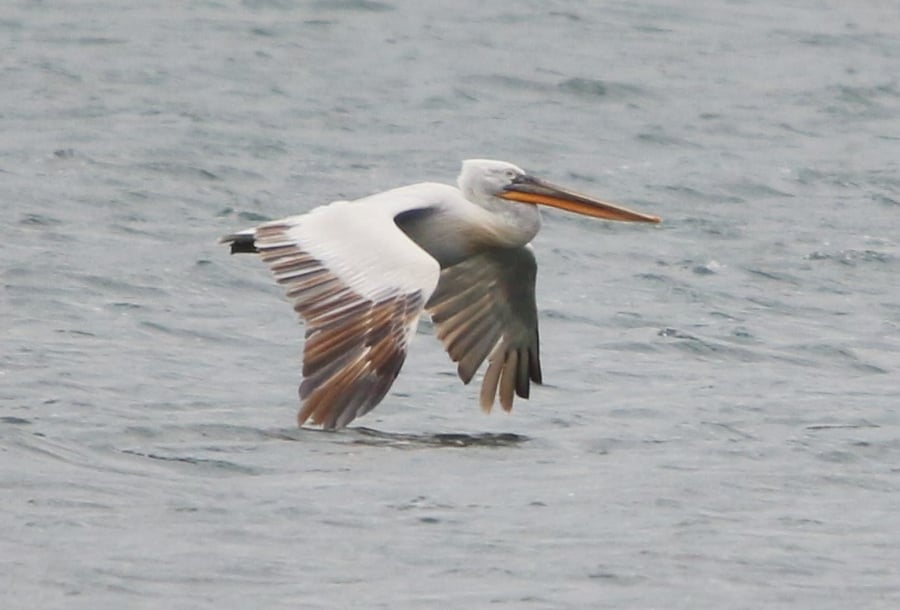 Photographic greetings card of a Dalmatian Pelican.