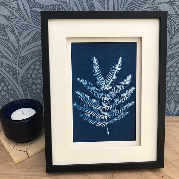 Botanicals feature in this Original Cyanotype Photogram-Acacia Dealbata 