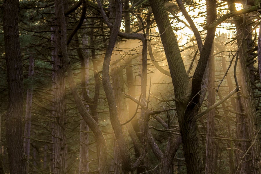 Rays of Sunshine penetrating the dense pine trees at Wells next Sea.