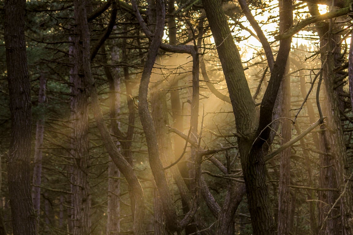 Rays of Sunshine penetrating the dense pine trees at Wells next Sea.