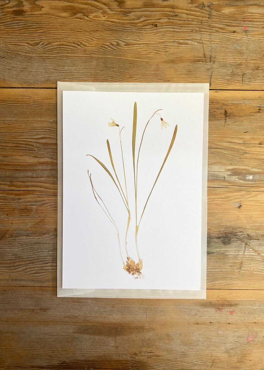 Snowdrop flower art print