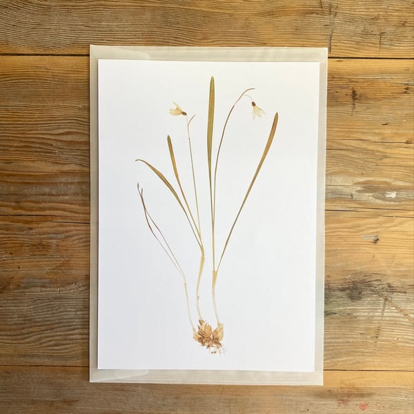 Snowdrop flower art print