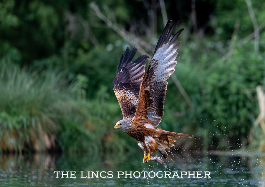 Red Kite fishing print (Limited edition of 10)
