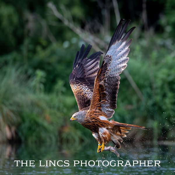 Red Kite fishing print (Limited edition of 10)