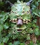 Green man - Image 3