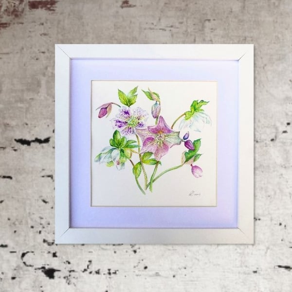 Hellebores Framed Original Botanical Watercolour Painting