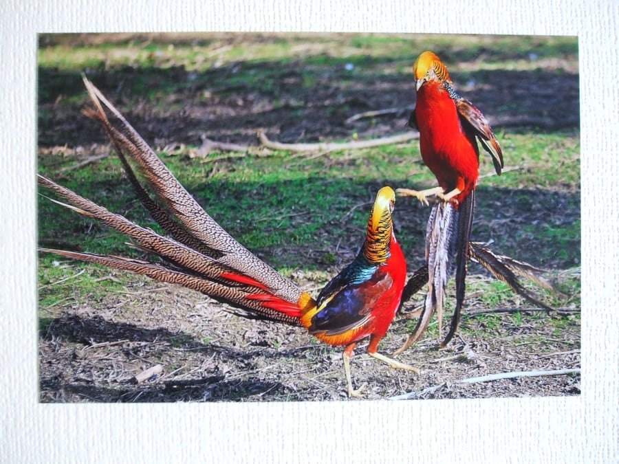 Photographic greetings card of a pair of male Golden Pheasants 