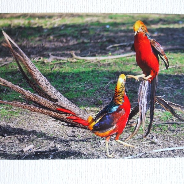 Photographic greetings card of a pair of male Golden Pheasants 