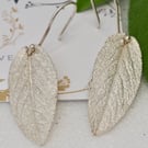 Wise Old Sage - PMC & Sterling Silver sage leaf dropper earrings 
