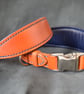 Handmade Padded Leather Dog Collar – UK Made, Greyhound, Lurcher, Whippet
