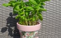 Plant Pot