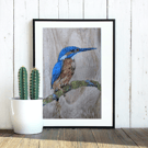 Kingfisher Giclee Print (unframed)