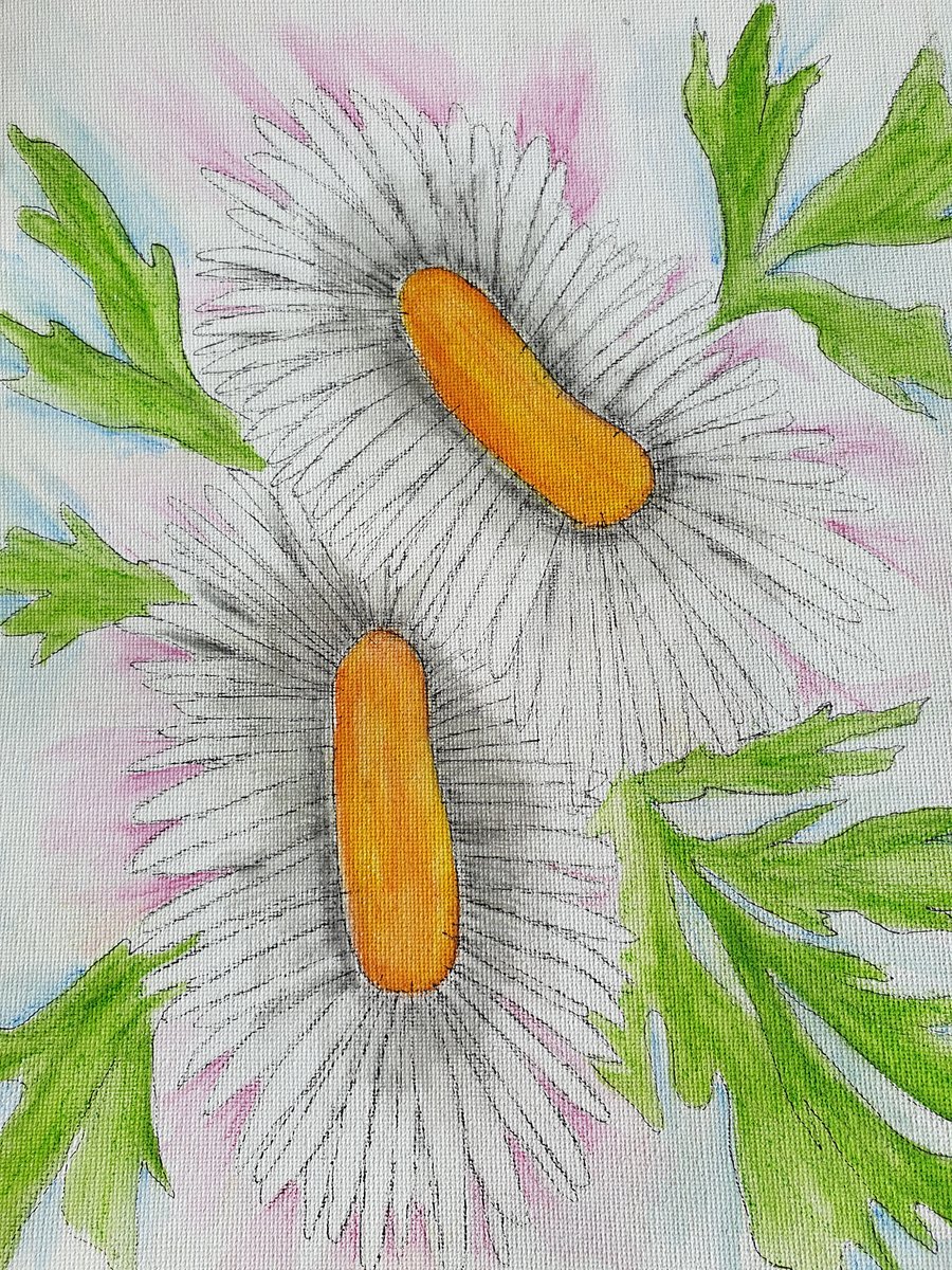 Daisy original watercolour