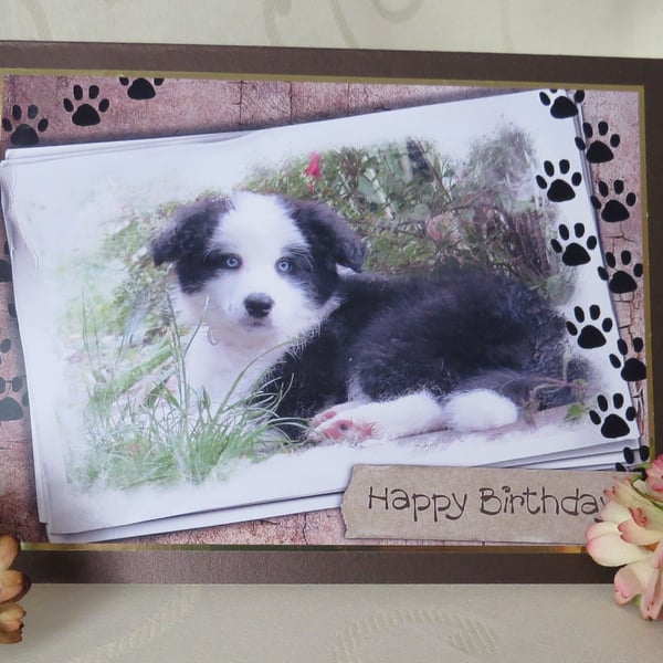 Border Collie Puppy Birthday Card 
