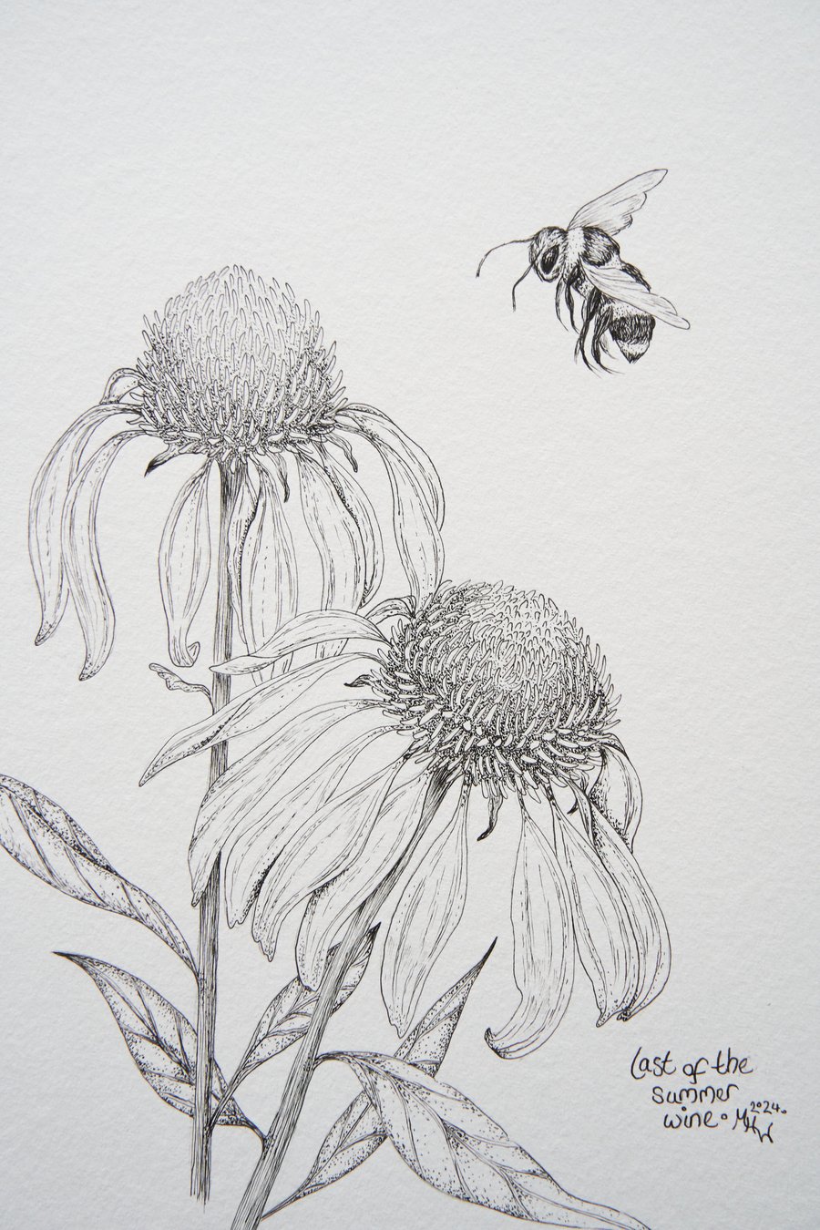 Title: "last of the summer wine" original botanical drawing, size A4, 8.3x11.7in
