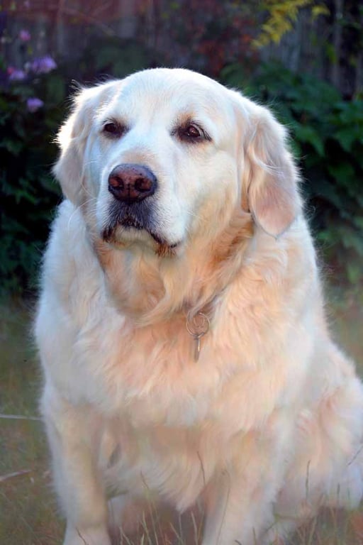 Golden Retriever Dog Portrait Photograph Print