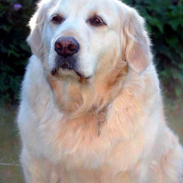 Golden Retriever Dog Portrait Photograph Print
