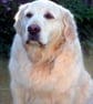 Golden Retriever Dog Portrait Photograph Print