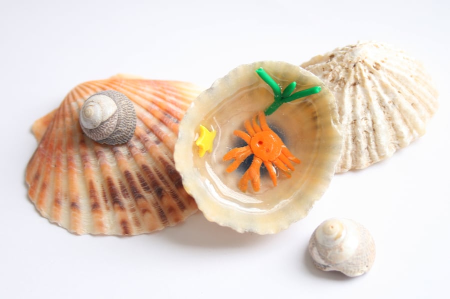 Miniature rock pool in a shell.