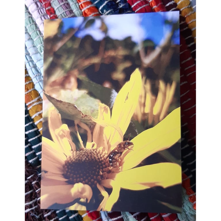 Bee on a Sunflower, A6 Greetings Card Nature Photography