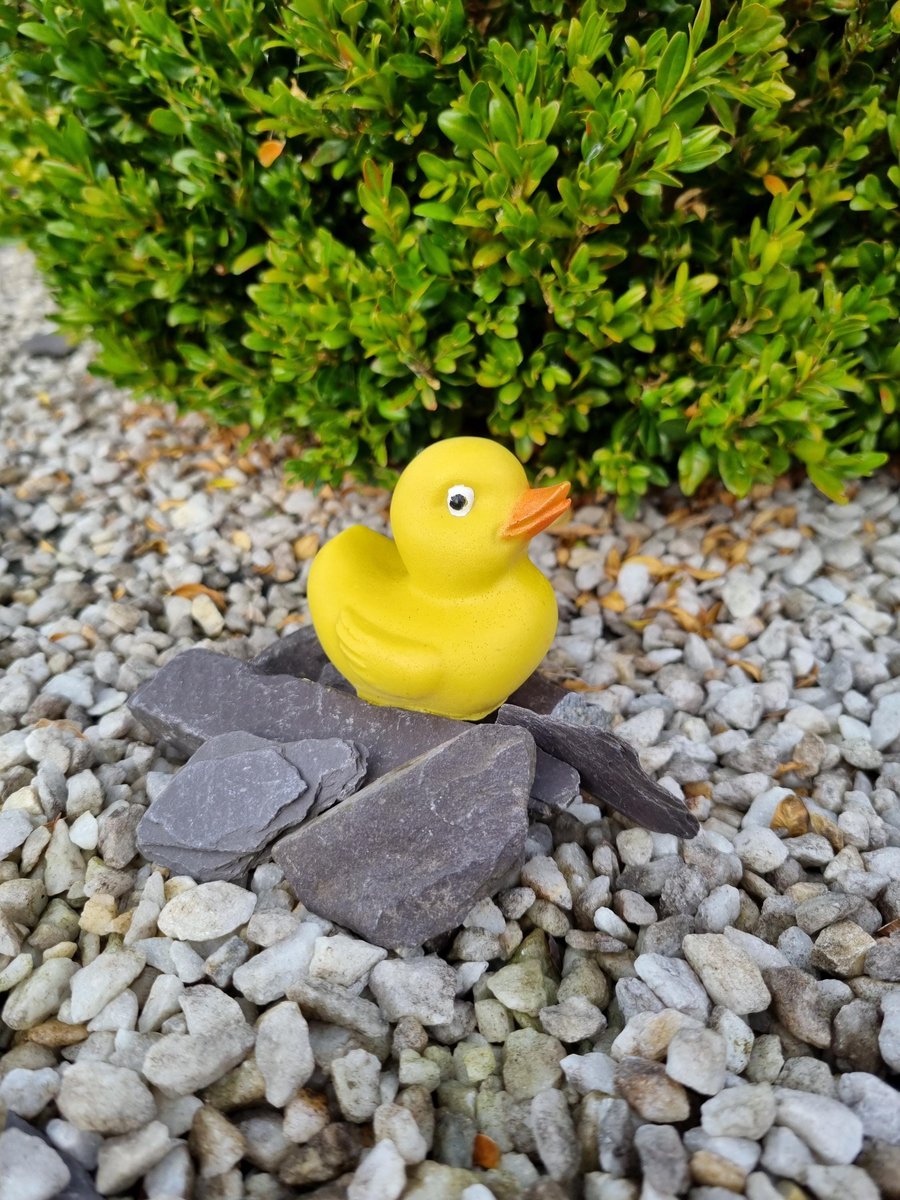 Soap duck
