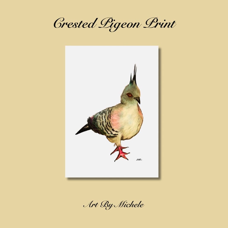 Crested Pigeon Art Print, Australian Bird Illustration