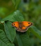 Gatekeeper Butterfly, A6 Greetings Card Nature Photography - Image 2