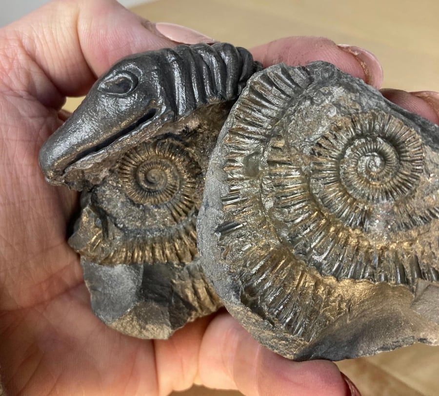 Whitby Snakestone Ammonite Curio of St Hilda Folklaw Jurrasic Fossil