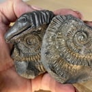 Whitby Snakestone Ammonite Curio of St Hilda Folklaw Jurrasic Fossil