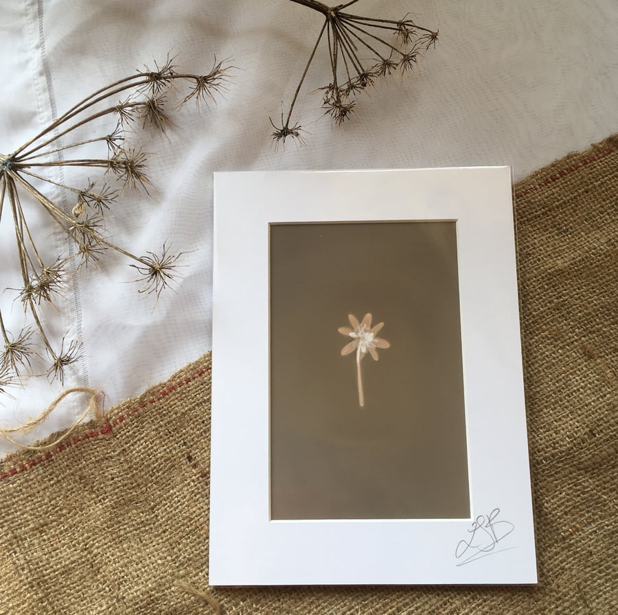 Single Golden Flower Lumen Print