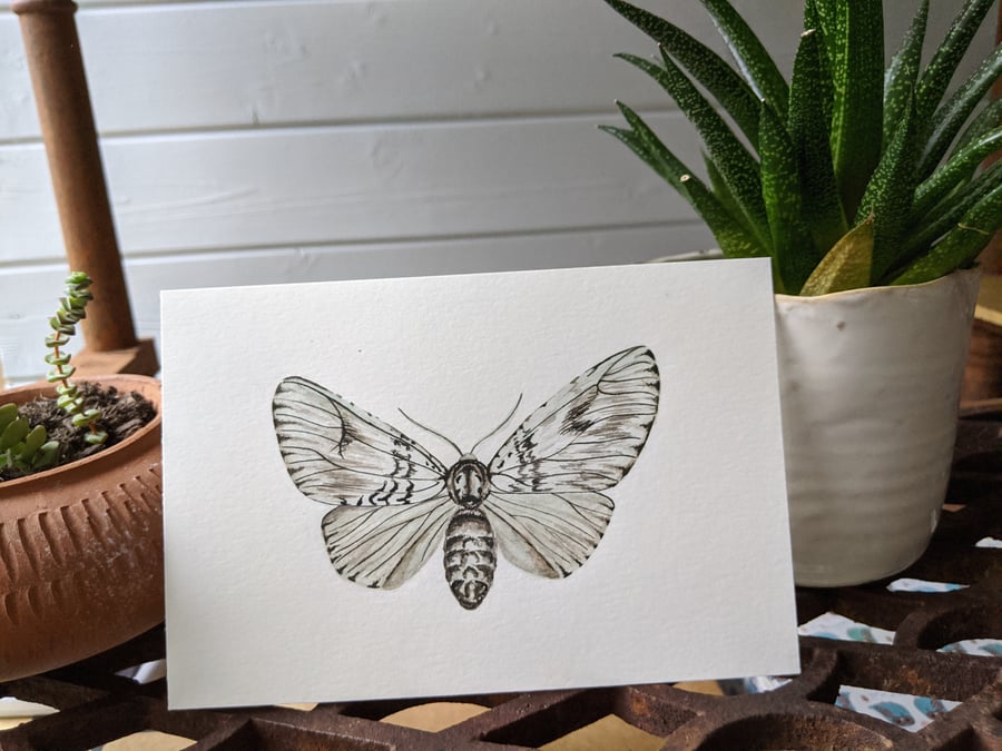 Watercolour moth print 