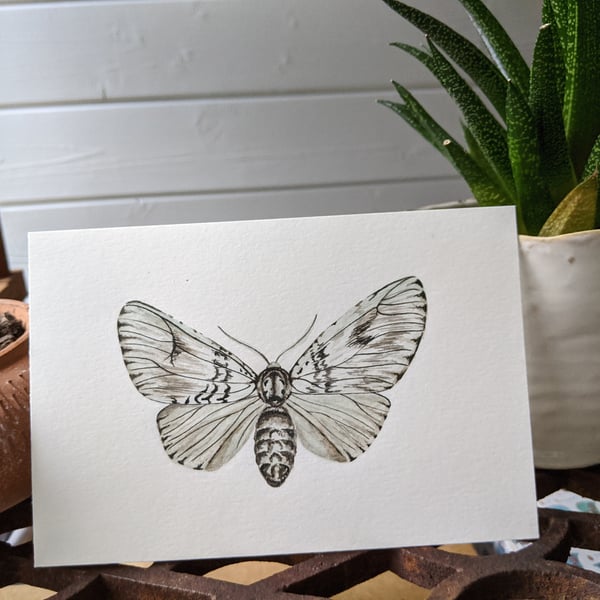 Watercolour moth print 
