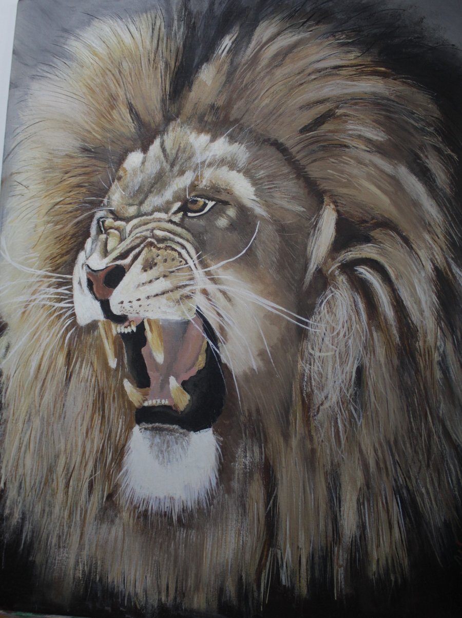 "I'm having a bad hair day" Male Lion